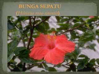 BUNGA SEPATU
(Hibiscus rosa-sinensis)
 