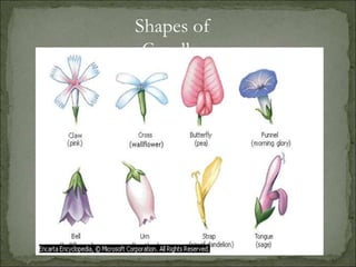 Shapes of Corollas
Shapes of
Corollas
 