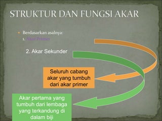  Berdasarkan asalnya:
1. Akar Primer
Akar pertama yang
tumbuh dari lembaga
yang terkandung di
dalam biji
Seluruh cabang
akar yang tumbuh
dari akar primer
2. Akar Sekunder
 