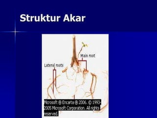 Struktur Akar
 