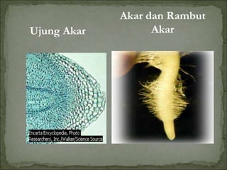 Ujung Akar
Akar dan Rambut
Akar
 