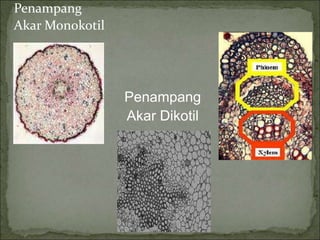 Penampang
Akar Monokotil
Penampang
Akar Dikotil
 