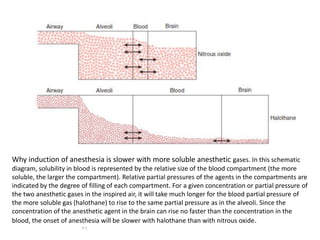 26
Why induction of anesthesia is slower with more soluble anesthetic gases. In this schematic
diagram, solubility in blood is represented by the relative size of the blood compartment (the more
soluble, the larger the compartment). Relative partial pressures of the agents in the compartments are
indicated by the degree of filling of each compartment. For a given concentration or partial pressure of
the two anesthetic gases in the inspired air, it will take much longer for the blood partial pressure of
the more soluble gas (halothane) to rise to the same partial pressure as in the alveoli. Since the
concentration of the anesthetic agent in the brain can rise no faster than the concentration in the
blood, the onset of anesthesia will be slower with halothane than with nitrous oxide.
 