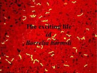 The exciting life
of
Borrelia hermsii
 