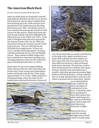 The Wrack Line Page 19
The American Black Duck
By Linda Schwartz, Volunteer Master Naturalist
American black ducks are frequently confused
with mallards (females), but they are an eastern
North American species whose numbers have
been declining since the 1940s and have been
documented in the North American Breeding
Bird Survey since 1966. The decline seems to
have slowed in the past decade, but there is still
concern for this species. Black ducks have also
been heavily hunted, with about 800,000 birds
killed each year in the 1960’s and 1970’s. In the
wake of stringent limits that were pursued by
the Humane Society of the U.S. (in 1982), the
annual harvest has decreased to around 115,00
birds each year. They are still listed on the
IUCN Red List (categorized as “of least con-
cern”), but their declining numbers are being
carefully watched by the U.S. Fish and Wildlife
service. Many national wildlife refuges have
been established in important breeding areas,
and along migration routes, for this waterfowl
species (including Parker River, in 1941).
Black ducks are one of the largest dabbling
ducks and one of the few where the males and
females don’t show strong sexual dimorphism
(males and females look similar). They weigh
approximately 1.5 to 3.5 lbs. Unlike mallards in
breeding plumage, where the male has the
familiar green head and the female is brown all
over, black ducks both are mostly a dark brown
on the body with a lighter head and an eye
stripe. Male mallards also have feathers on
their rump with a bit of an upward curl. The
main difference between a male and female
black duck is the beak. The male has a yellow
beak and the female has a drabber olive, green-
ish beak. Both the male and female have a
metallic, violet blue speculum (secondary flight
feathers) with black borders. Female mallards
have an orange and black bill in contrast to the
yellow or greenish bill of a black duck. Hybrid
(or crossbred) black
ducks/ mallards can
show any degree of
combinations in fea-
tures. Frequently, males
have a partly green
head. Both species have
white underwings, but
the contrast of the black
duck’s darker body will
make them more
distinctive in flight.
Black ducks have a
range that extends
through eastern North
America, mostly along
Photo:LindaSchwartz
Photo: Linda Schwartz
 