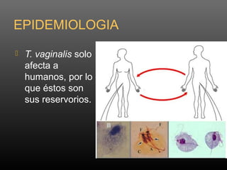 EPIDEMIOLOGIA
 T. vaginalis solo
afecta a
humanos, por lo
que éstos son
sus reservorios.
 