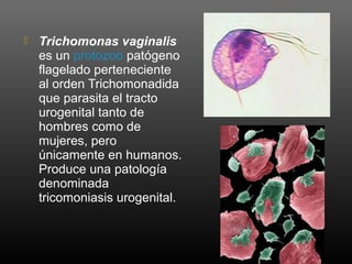  Trichomonas vaginalis
es un protozoo patógeno
flagelado perteneciente
al orden Trichomonadida
que parasita el tracto
urogenital tanto de
hombres como de
mujeres, pero
únicamente en humanos.
Produce una patología
denominada
tricomoniasis urogenital.
 