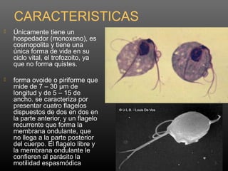 CARACTERISTICAS
 Únicamente tiene un
hospedador (monoxeno), es
cosmopolita y tiene una
única forma de vida en su
ciclo vital, el trofozoito, ya
que no forma quistes.
 forma ovoide o piriforme que
mide de 7 – 30 µm de
longitud y de 5 – 15 de
ancho. se caracteriza por
presentar cuatro flagelos
dispuestos de dos en dos en
la parte anterior, y un flagelo
recurrente que forma la
membrana ondulante, que
no llega a la parte posterior
del cuerpo. El flagelo libre y
la membrana ondulante le
confieren al parásito la
motilidad espasmódica
 