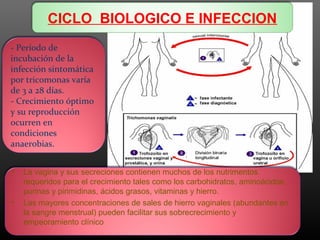 CICLO BIOLOGICO E INFECCION
- Período de
incubación de la
infección sintomática
por tricomonas varía
de 3 a 28 días.
- Crecimiento óptimo
y su reproducción
ocurren en
condiciones
anaerobias.
• La vagina y sus secreciones contienen muchos de los nutrimentos
requeridos para el crecimiento tales como los carbohidratos, aminoácidos,
purinas y pirimidinas, ácidos grasos, vitaminas y hierro.
• Las mayores concentraciones de sales de hierro vaginales (abundantes en
la sangre menstrual) pueden facilitar sus sobrecrecimiento y
empeoramiento clínico
 