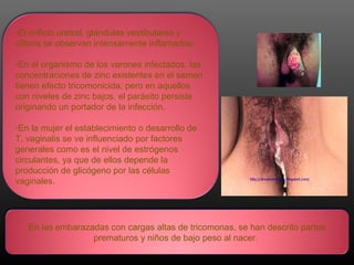 -El orificio uretral, glándulas vestibulares y
clítoris se observan intensamente inflamados.
-En el organismo de los varones infectados, las
concentraciones de zinc existentes en el semen
tienen efecto tricomonicida; pero en aquellos
con niveles de zinc bajos, el parásito persiste
originando un portador de la infección.
-En la mujer el establecimiento o desarrollo de
T. vaginalis se ve influenciado por factores
generales como es el nivel de estrógenos
circulantes, ya que de ellos depende la
producción de glicógeno por las células
vaginales.
En las embarazadas con cargas altas de tricomonas, se han descrito partos
prematuros y niños de bajo peso al nacer.
 