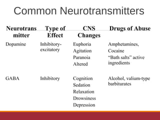 Common Neurotransmitters
Neurotrans
mitter
Type of
Effect
CNS
Changes
Drugs of Abuse
Dopamine Inhibitory-
excitatory
Euphoria
Agitation
Paranoia
Altered
Amphetamines,
Cocaine
“Bath salts” active
ingredients
GABA Inhibitory Cognition
Sedation
Relaxation
Drowsiness
Depression
Alcohol, valium-type
barbiturates
 