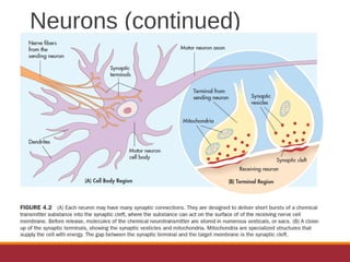 Neurons (continued)
 