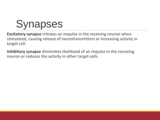 Synapses
Excitatory synapse initiates an impulse in the receiving neuron when
stimulated, causing release of neurotransmitters or increasing activity in
target cell.
Inhibitory synapse diminishes likelihood of an impulse in the receiving
neuron or reduces the activity in other target cells.
 