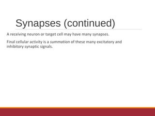 Synapses (continued)
A receiving neuron or target cell may have many synapses.
Final cellular activity is a summation of these many excitatory and
inhibitory synaptic signals.
 
