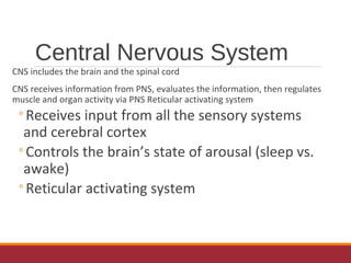 Central Nervous System
CNS includes the brain and the spinal cord
CNS receives information from PNS, evaluates the information, then regulates
muscle and organ activity via PNS Reticular activating system
◦Receives input from all the sensory systems
and cerebral cortex
◦Controls the brain’s state of arousal (sleep vs.
awake)
◦Reticular activating system
 