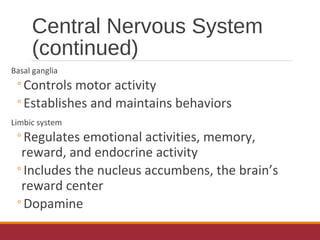 Central Nervous System
(continued)
Basal ganglia
◦Controls motor activity
◦Establishes and maintains behaviors
Limbic system
◦Regulates emotional activities, memory,
reward, and endocrine activity
◦Includes the nucleus accumbens, the brain’s
reward center
◦Dopamine
 