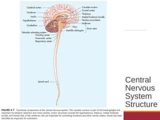 Central
Nervous
System
Structure
 