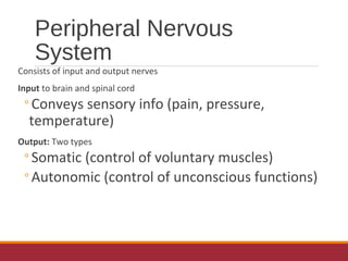 Peripheral Nervous
System
Consists of input and output nerves
Input to brain and spinal cord
◦Conveys sensory info (pain, pressure,
temperature)
Output: Two types
◦Somatic (control of voluntary muscles)
◦Autonomic (control of unconscious functions)
 