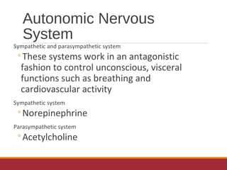 Autonomic Nervous
System
Sympathetic and parasympathetic system
◦These systems work in an antagonistic
fashion to control unconscious, visceral
functions such as breathing and
cardiovascular activity
Sympathetic system
◦Norepinephrine
Parasympathetic system
◦Acetylcholine
 