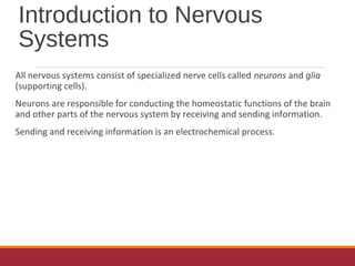 Introduction to Nervous
Systems
All nervous systems consist of specialized nerve cells called neurons and glia
(supporting cells).
Neurons are responsible for conducting the homeostatic functions of the brain
and other parts of the nervous system by receiving and sending information.
Sending and receiving information is an electrochemical process.
 