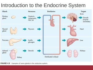 Introduction to the Endocrine System
 