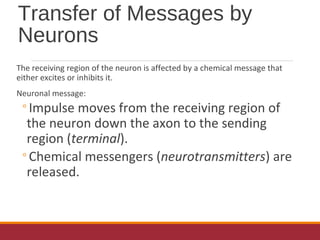 Transfer of Messages by
Neurons
The receiving region of the neuron is affected by a chemical message that
either excites or inhibits it.
Neuronal message:
◦Impulse moves from the receiving region of
the neuron down the axon to the sending
region (terminal).
◦Chemical messengers (neurotransmitters) are
released.
 