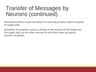 Transfer of Messages by
Neurons (continued)
Neurotransmitters travel and attach to receiving proteins called receptors
on target cells.
Activation of receptors causes a change in the activity of the target cell;
the target cells can be other neurons or cells that make up organs,
muscles, or glands.
 