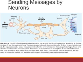 Sending Messages by
Neurons
 