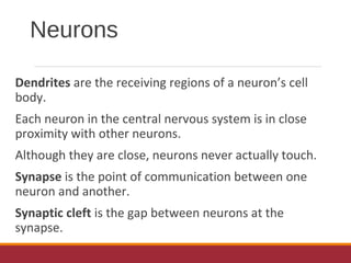 Neurons
Dendrites are the receiving regions of a neuron’s cell
body.
Each neuron in the central nervous system is in close
proximity with other neurons.
Although they are close, neurons never actually touch.
Synapse is the point of communication between one
neuron and another.
Synaptic cleft is the gap between neurons at the
synapse.
 