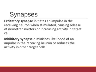 Synapses
Excitatory synapse initiates an impulse in the
receiving neuron when stimulated, causing release
of neurotransmitters or increasing activity in target
cell.
Inhibitory synapse diminishes likelihood of an
impulse in the receiving neuron or reduces the
activity in other target cells.
 