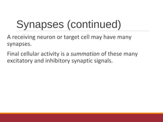 Synapses (continued)
A receiving neuron or target cell may have many
synapses.
Final cellular activity is a summation of these many
excitatory and inhibitory synaptic signals.
 