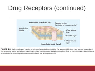 Drug Receptors (continued)
 