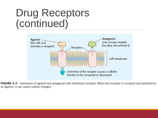 Drug Receptors
(continued)
 