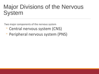Major Divisions of the Nervous
System
Two major components of the nervous system
◦ Central nervous system (CNS)
◦ Peripheral nervous system (PNS)
 