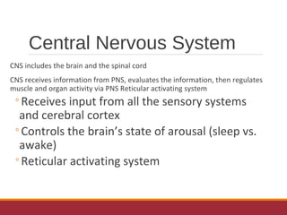 Central Nervous System
CNS includes the brain and the spinal cord
CNS receives information from PNS, evaluates the information, then regulates
muscle and organ activity via PNS Reticular activating system
◦Receives input from all the sensory systems
and cerebral cortex
◦Controls the brain’s state of arousal (sleep vs.
awake)
◦Reticular activating system
 