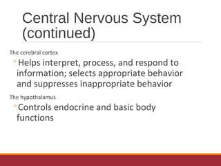 Central Nervous System
(continued)
The cerebral cortex
◦Helps interpret, process, and respond to
information; selects appropriate behavior
and suppresses inappropriate behavior
The hypothalamus
◦Controls endocrine and basic body
functions
 