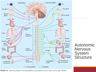 Autonomic
Nervous
System
Structure
 