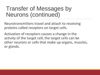 Transfer of Messages by
Neurons (continued)
Neurotransmitters travel and attach to receiving
proteins called receptors on target cells.
Activation of receptors causes a change in the
activity of the target cell; the target cells can be
other neurons or cells that make up organs, muscles,
or glands.
 