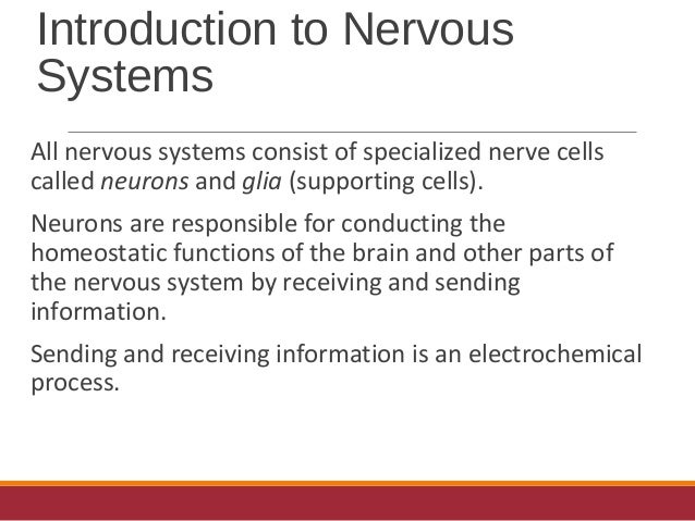 Messages To And From The Central Nervous System Travel Via Messages To And From The Central Nervous System Travel Via