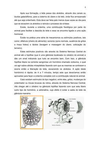 Após sua formação, o leite passa dos alvéolos, através dos canais ou
ductos galactóforos, para a cisterna do úbere e do teto, onde fica armazenado
até que seja ordenhado. Esta deve ser feita pelo menos duas vezes ao dia para
que se esvaziem os alvéolos e reinicie o processo de síntese.
Existe, durante a ordenha, uma contribuição fisiológica por parte do
animal para facilitar a descida do leite e essa se encontra ligada a uma ação
hormonal.
Existe na prática uma série de mecanismos ou estímulos positivos, tais
como: olfativos (cheiro do alimento); sonoros (sons normais, ausência de gritos
e maus tratos) e tácteis (lavagem e massagem do úbere; colocação do
terneiro).
Estes estímulos positivos vão através do Sistema Nervoso Central do
animal até a hipófise (que é uma glândula localizada no cérebro do animal) e
dão um sinal indicando que tudo se encontra bem. Com isso, a glândula
hipófise libera na corrente sangüínea um hormônio chamado ocitocina, o qual
vai agir sobre células mioepiteliais fazendo com que as mesmas se contraiam e
ocorra então a liberação do leite, esvaziando os alvéolos. A ação deste
homônimo é rápida: de 4 a 7 minutos, tempo este que deveríamos então
aproveitar para fazer a ordenha completa com a contribuição natural do animal.
Caso existam estímulos do tipo negativo, entre eles, gritos, mudanças do
ordenhador ou trocas bruscas da rotina, através do Sistema Nervoso Central,
irão chegar até o cérebro na glândula hipófise fazendo com que esta libere
outro tipo de hormônio, a adrenalina, cujo efeito é evitar a sadia do leite da
glândula mamária.
4
 