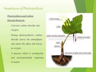 Photosynthesis (Light and Dark reaction of photosynthesis) | PPTX