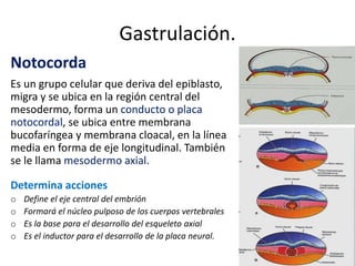 Gastrulación.
Notocorda
Es un grupo celular que deriva del epiblasto,
migra y se ubica en la región central del
mesodermo, forma un conducto o placa
notocordal, se ubica entre membrana
bucofaríngea y membrana cloacal, en la línea
media en forma de eje longitudinal. También
se le llama mesodermo axial.
Determina acciones
o Define el eje central del embrión
o Formará el núcleo pulposo de los cuerpos vertebrales
o Es la base para el desarrollo del esqueleto axial
o Es el inductor para el desarrollo de la placa neural.
 