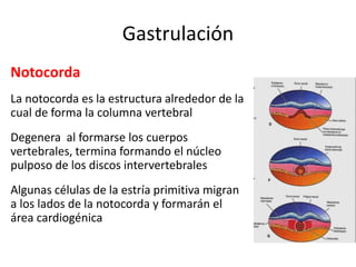 Gastrulación
Notocorda
La notocorda es la estructura alrededor de la
cual de forma la columna vertebral
Degenera al formarse los cuerpos
vertebrales, termina formando el núcleo
pulposo de los discos intervertebrales
Algunas células de la estría primitiva migran
a los lados de la notocorda y formarán el
área cardiogénica
 