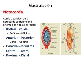 Gastrulación
Notocorda
Con la aparición de la
notocorda se define una
orientación y los ejes fetales
- Rostral – caudal
- Cefálico - Pélvico
- Anterior – Posterior
- Dorsal - Ventral
- Derecha – Izquierda
- Central – Lateral
- Proximal - Distal
 