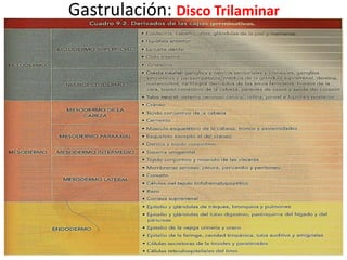 Gastrulación: Disco Trilaminar
 