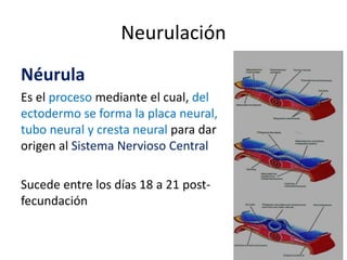 Neurulación
Néurula
Es el proceso mediante el cual, del
ectodermo se forma la placa neural,
tubo neural y cresta neural para dar
origen al Sistema Nervioso Central
Sucede entre los días 18 a 21 post-
fecundación
 
