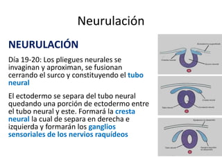 Neurulación
NEURULACIÓN
Día 19-20: Los pliegues neurales se
invaginan y aproximan, se fusionan
cerrando el surco y constituyendo el tubo
neural
El ectodermo se separa del tubo neural
quedando una porción de ectodermo entre
el tubo neural y este. Formará la cresta
neural la cual de separa en derecha e
izquierda y formarán los ganglios
sensoriales de los nervios raquídeos
 
