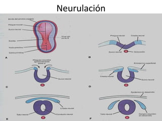 Neurulación
 