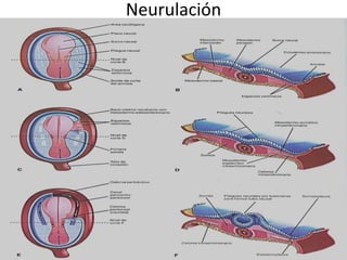 Neurulación
 