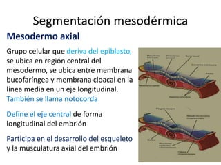 Segmentación mesodérmica
Mesodermo axial
Grupo celular que deriva del epiblasto,
se ubica en región central del
mesodermo, se ubica entre membrana
bucofaríngea y membrana cloacal en la
línea media en un eje longitudinal.
También se llama notocorda
Define el eje central de forma
longitudinal del embrión
Participa en el desarrollo del esqueleto
y la musculatura axial del embrión
 